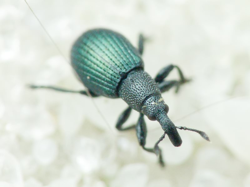 Perapion (Perapion) affine (W. Kirby, 1808)